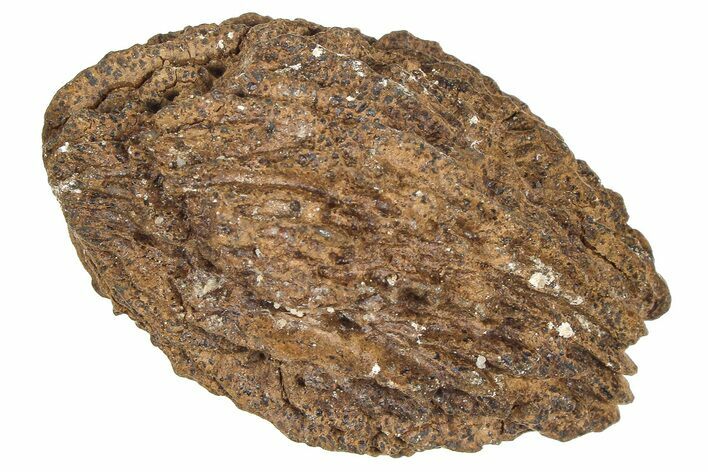 Pliocene Fossil Hickory Tree (Carya) Nut - France #365400